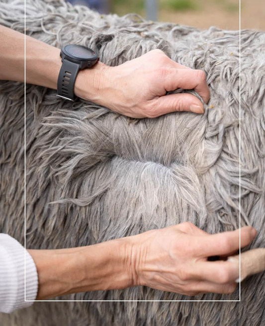 Is Alpaca Fibre Better Than Wool? Unravelling the Textile Tale