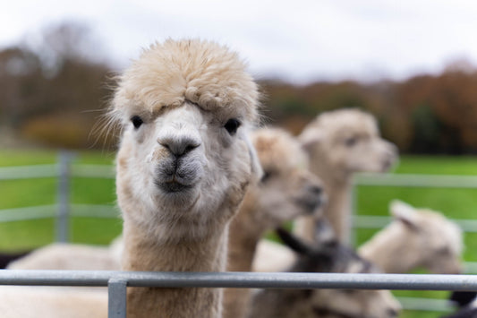 Is Alpaca Really More Itchy Than Wool?