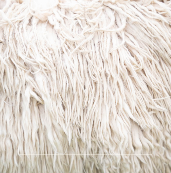 Picuture showing high quality white alpaca fibre